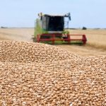 România și Bulgaria: Oportunități și Provocări în Contextul Recoltelor Record de Cereale